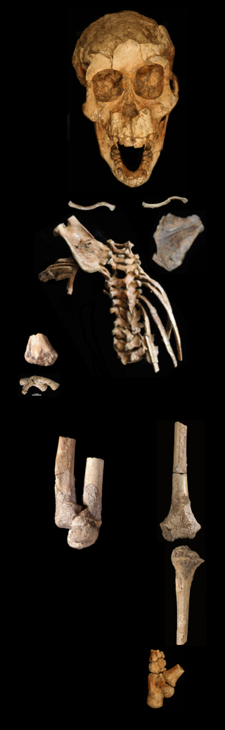 The fossilized remains of the Dikika Child.